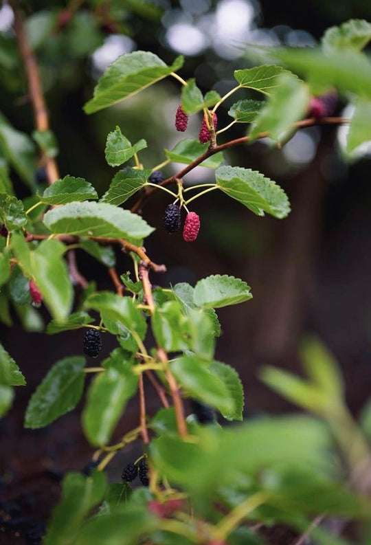 Everbearing Mulberry Tree Morus Like Blackberries on a Tree!