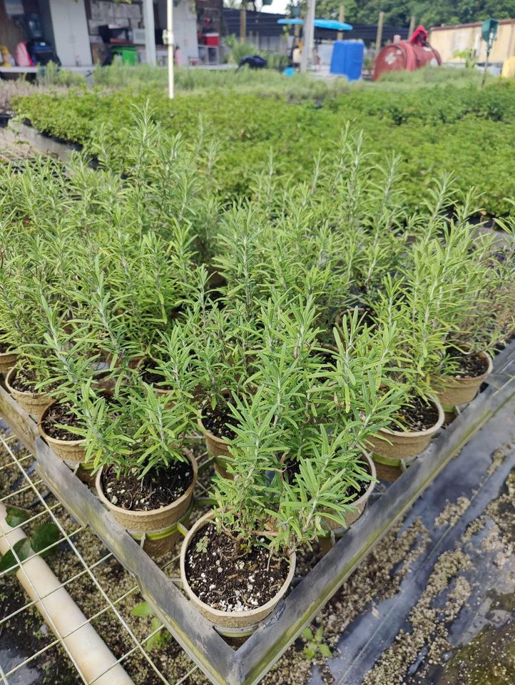 Fresh Herb Rosemary