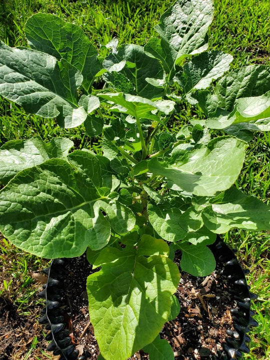 Ethiopian Kale Seeds