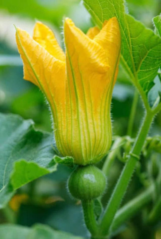 Seminole Pumpkin Seeds