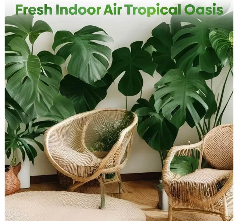 Monstera Deliciosa Plant Live \  Swiss Cheese Indoor Balcony Plant