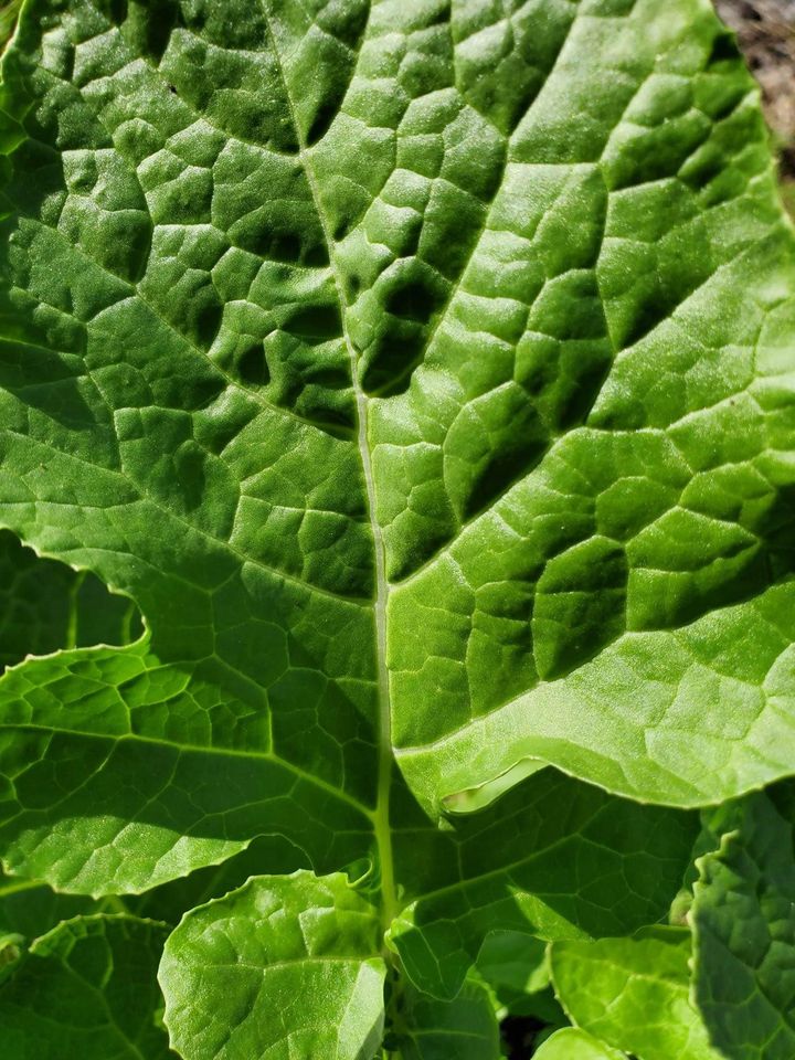 Ethiopian Kale Seeds