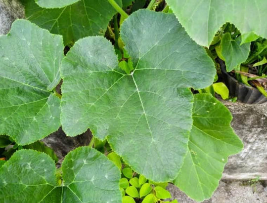 Seminole Pumpkin Seeds