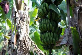 Banana  Plant/ Tree Musa Several Varieties to choose from