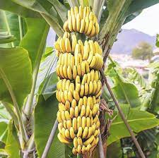 Banana  Plant/ Tree Musa Several Varieties to choose from