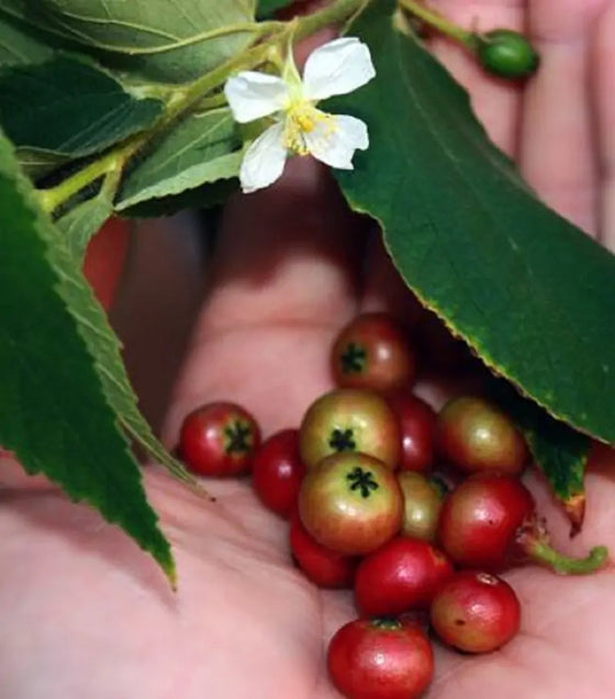 Jamaican cherry tree,  Muntingia calabura, cotton candy or strawberry fruit tree fast growing & fruiting!