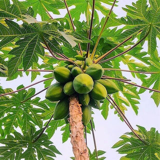 Papaya Tree