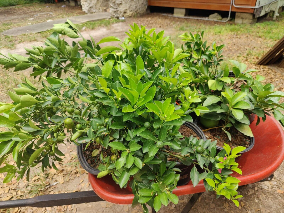 Lemon/Lime tree for your Balcony or Garden Live Citrus Fruit Plant  Citrus × meyeri