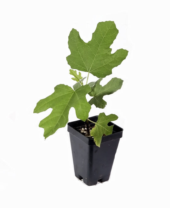 Fig Tree