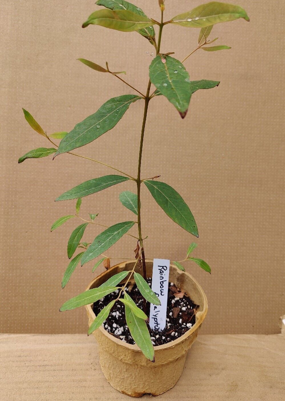 Rainbow Eucalyptus grown from seed / 12 inch tall seedling/Fast Growing In Pot