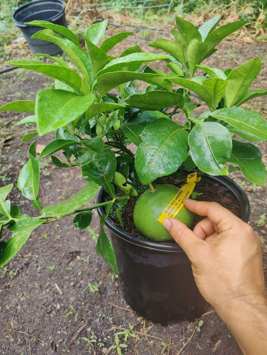 Lemon/Lime tree for your Balcony or Garden Live Citrus Fruit Plant  Citrus × meyeri