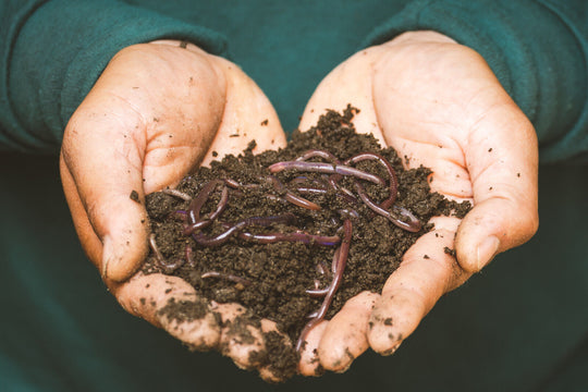 Organic Fresh Worm Castings Compost Natural Garden Soil Plant Fertilizer