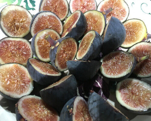 Fig Tree